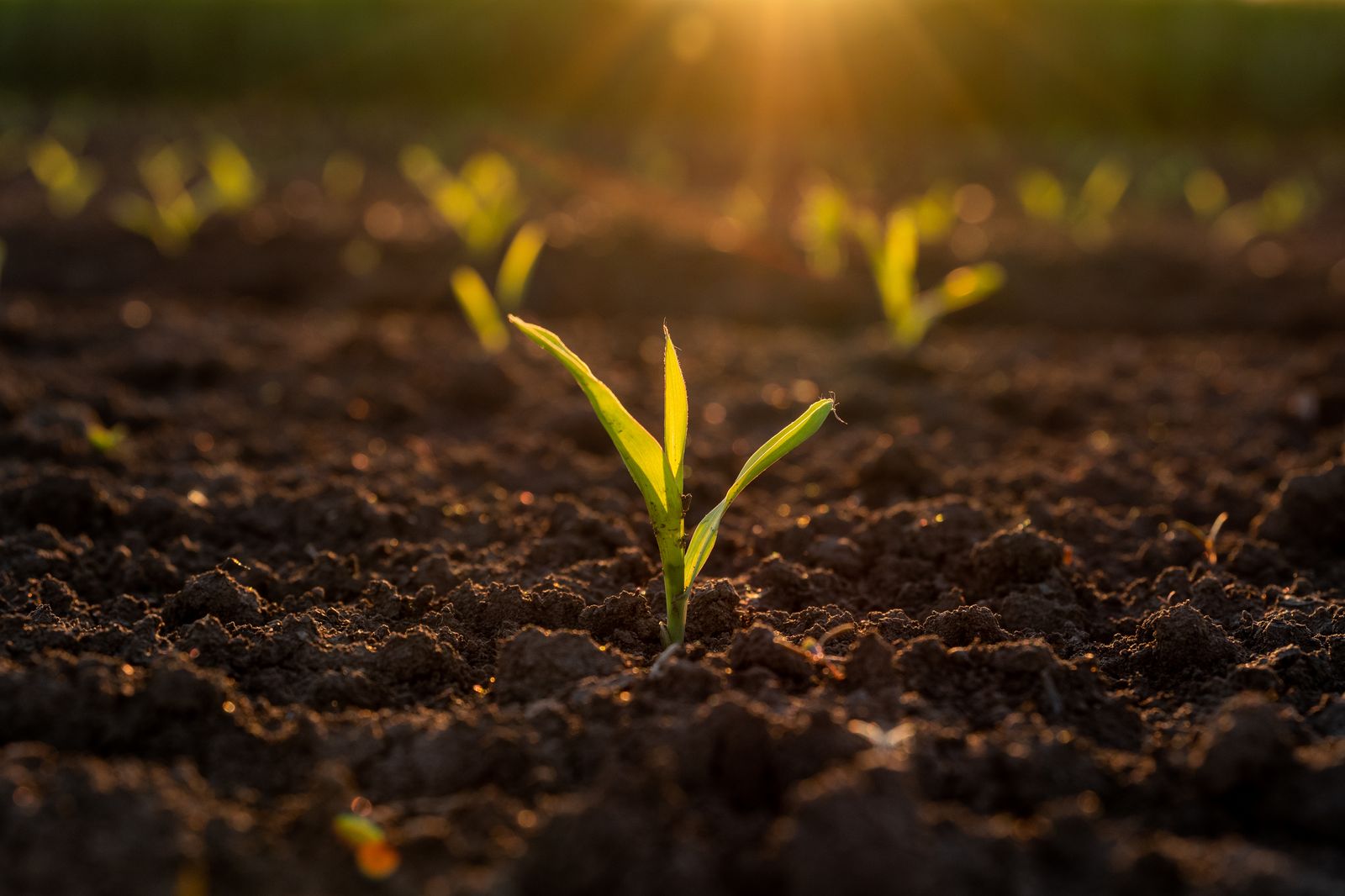 Scout for black cutworm in corn early this year - AgriAmerica