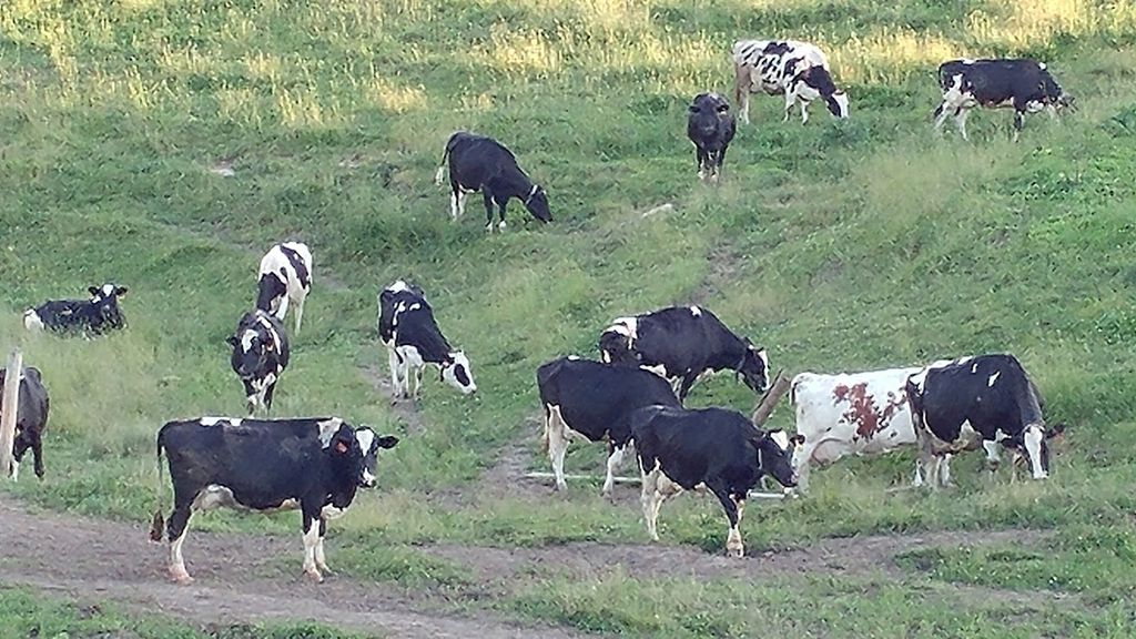 Dairy margin coverage program provides critical support for dairy