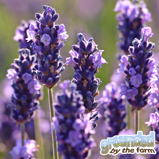 Longing to Visit a Lavender Farm? Get Going! cover art