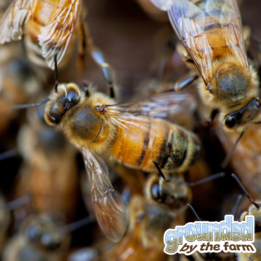 Beekeeping and Building Leadership Skills at Sankofa Farms cover art