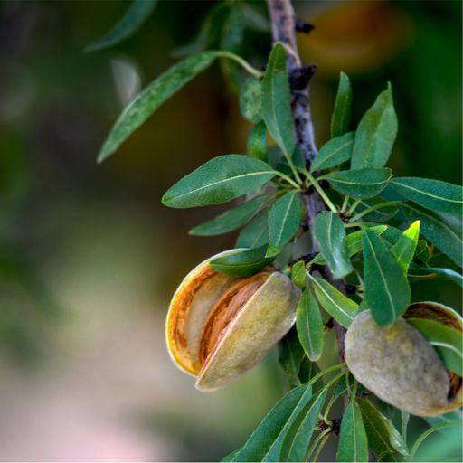 Global Almond Outlook Remains Positive cover art