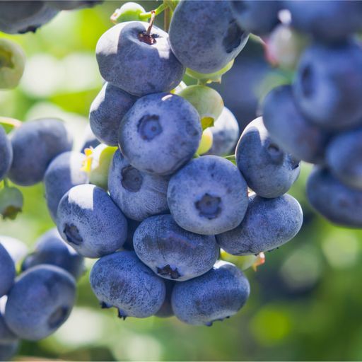 Increased Competition and Demand for Quality in Blueberry Market cover art