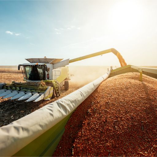 Grains Rally Creates Feed Cost Challenges cover art