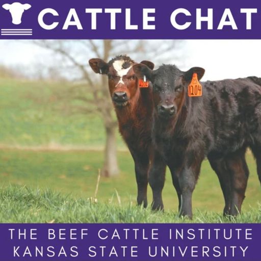 Cattle Chat cover art