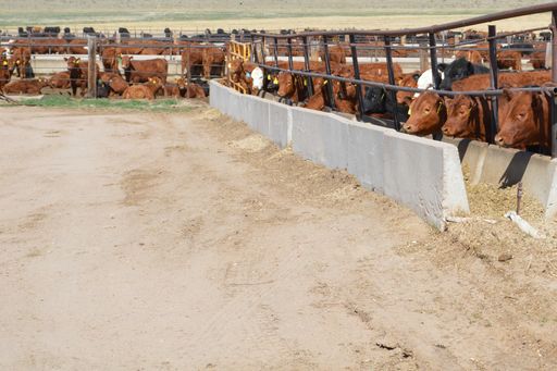 Growth in the Background: Changing Cattle Industry Structure Increases Role for Grow Yards cover art