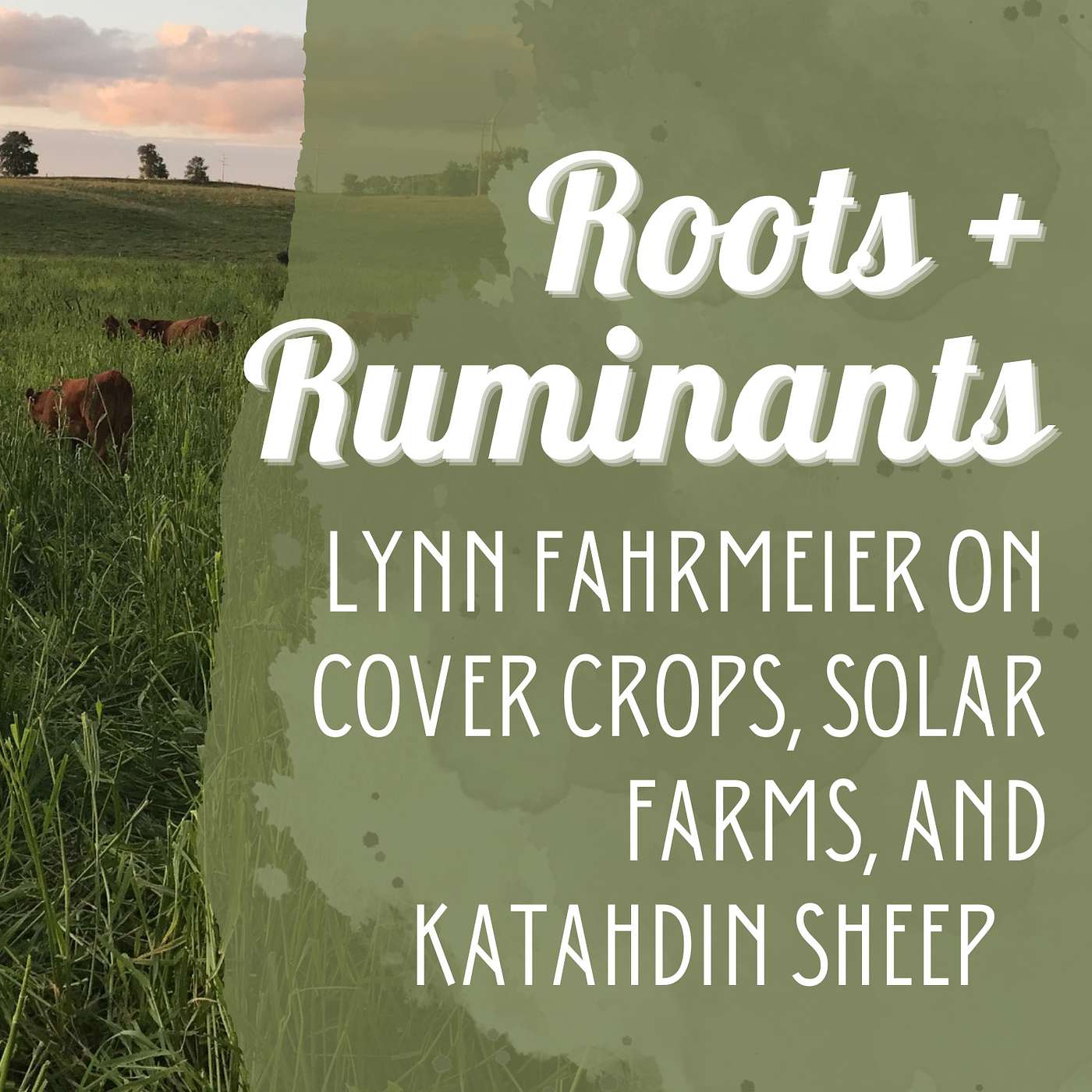 Lynn Fahrmeier on Cover Crops, Solar Farms, and Katahdin Sheep    cover art