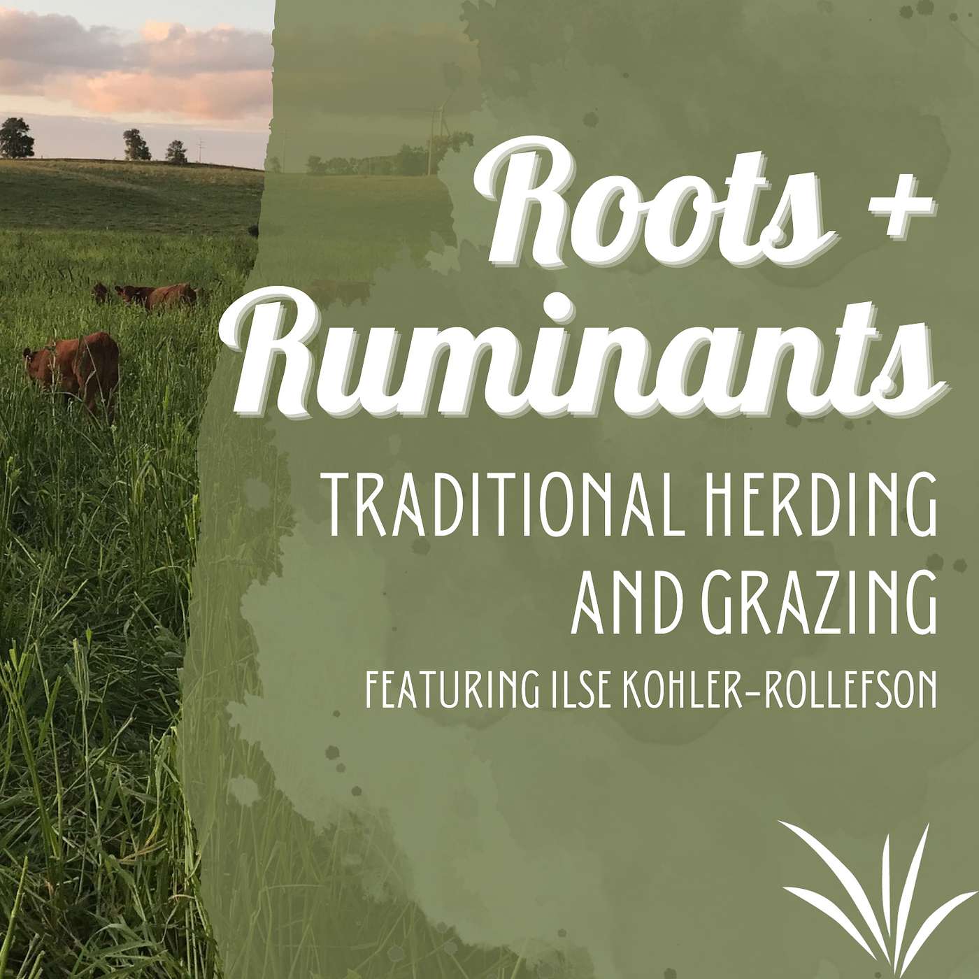 Ilse Kohler-Rollefson | Traditional Herding and Grazing cover art