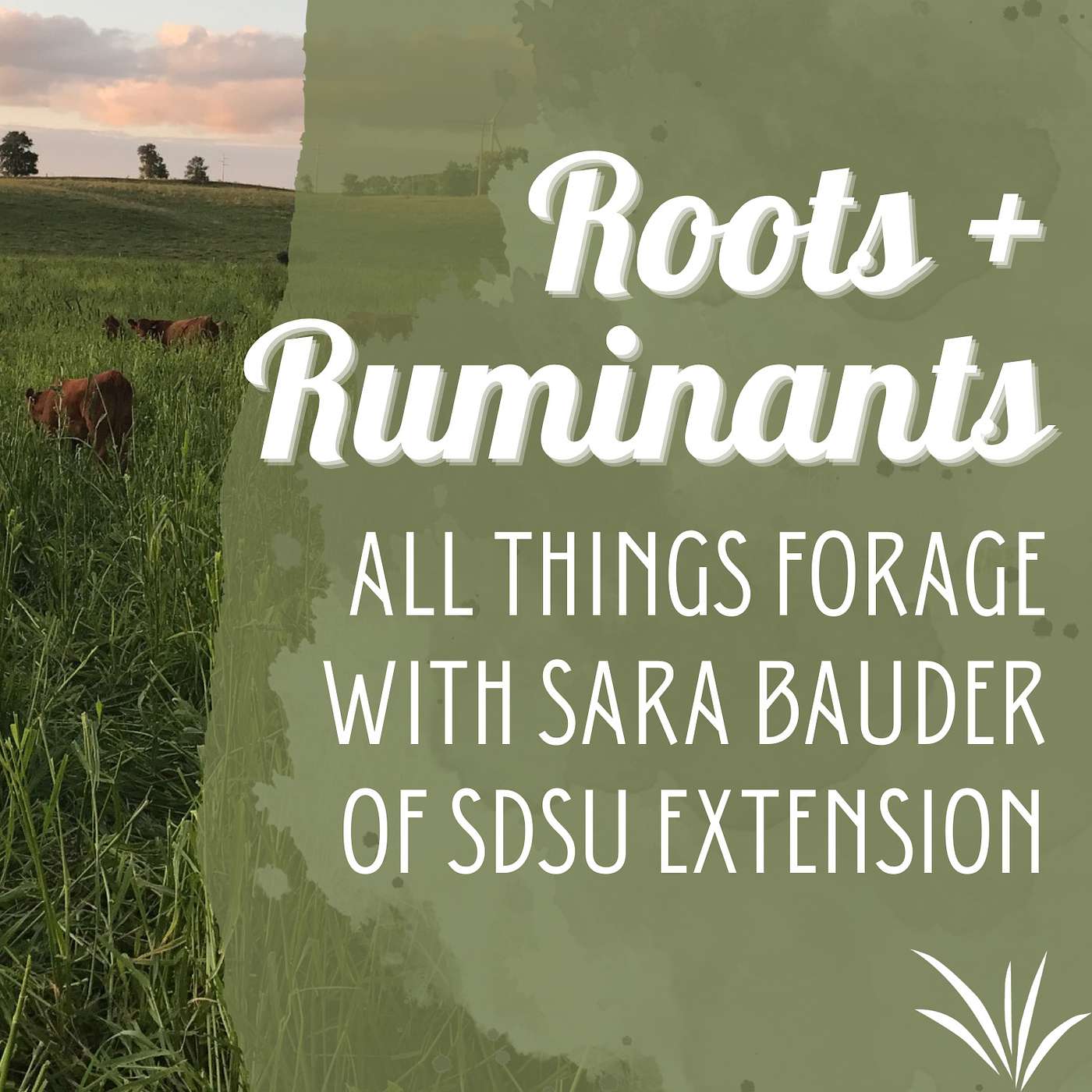 All things forage with Sara Bauder of SDSU Extension cover art