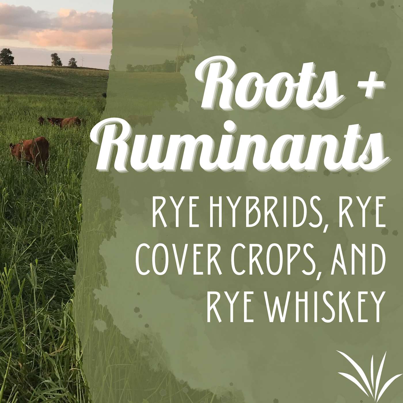 Rye hybrids, rye cover crops, and rye whiskey cover art