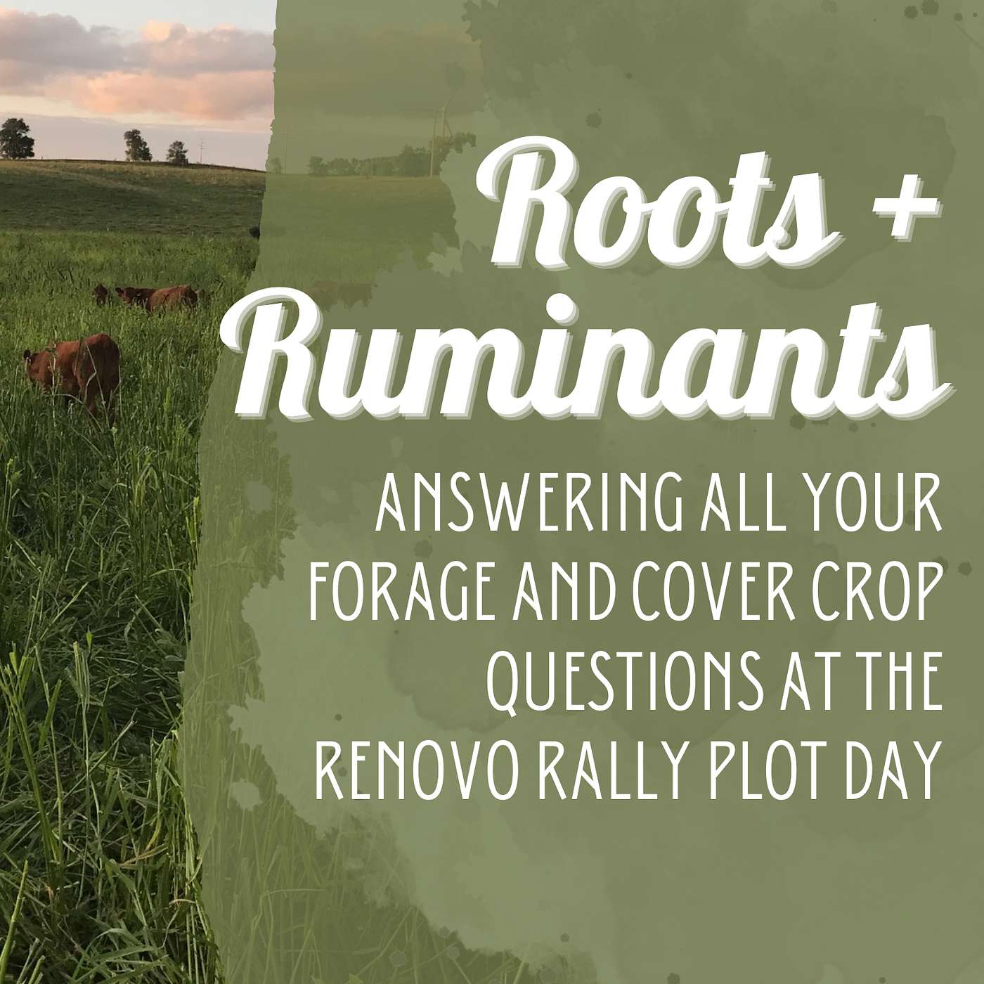 Answering all your forage and cover crop questions at the Renovo Rally plot day cover art
