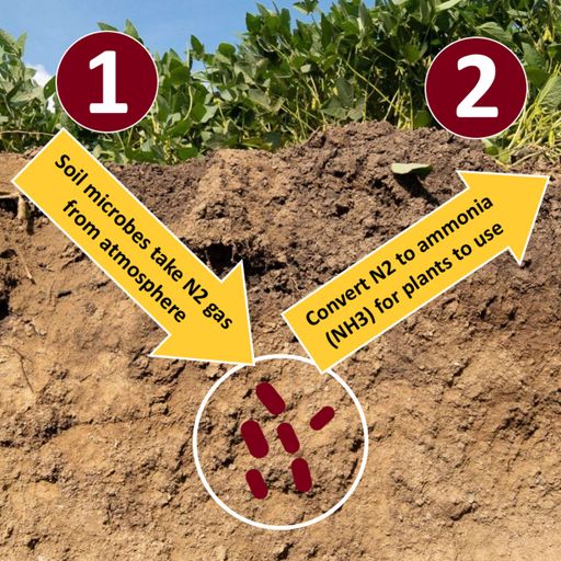 Nitrogen-fixing biological products: Four Midwest experts weigh in on industry claims, on-farm research tips, and more cover art
