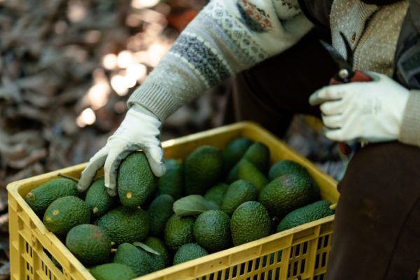 US inspectons of Mexican avocados to resume gradually - AgriAmerica