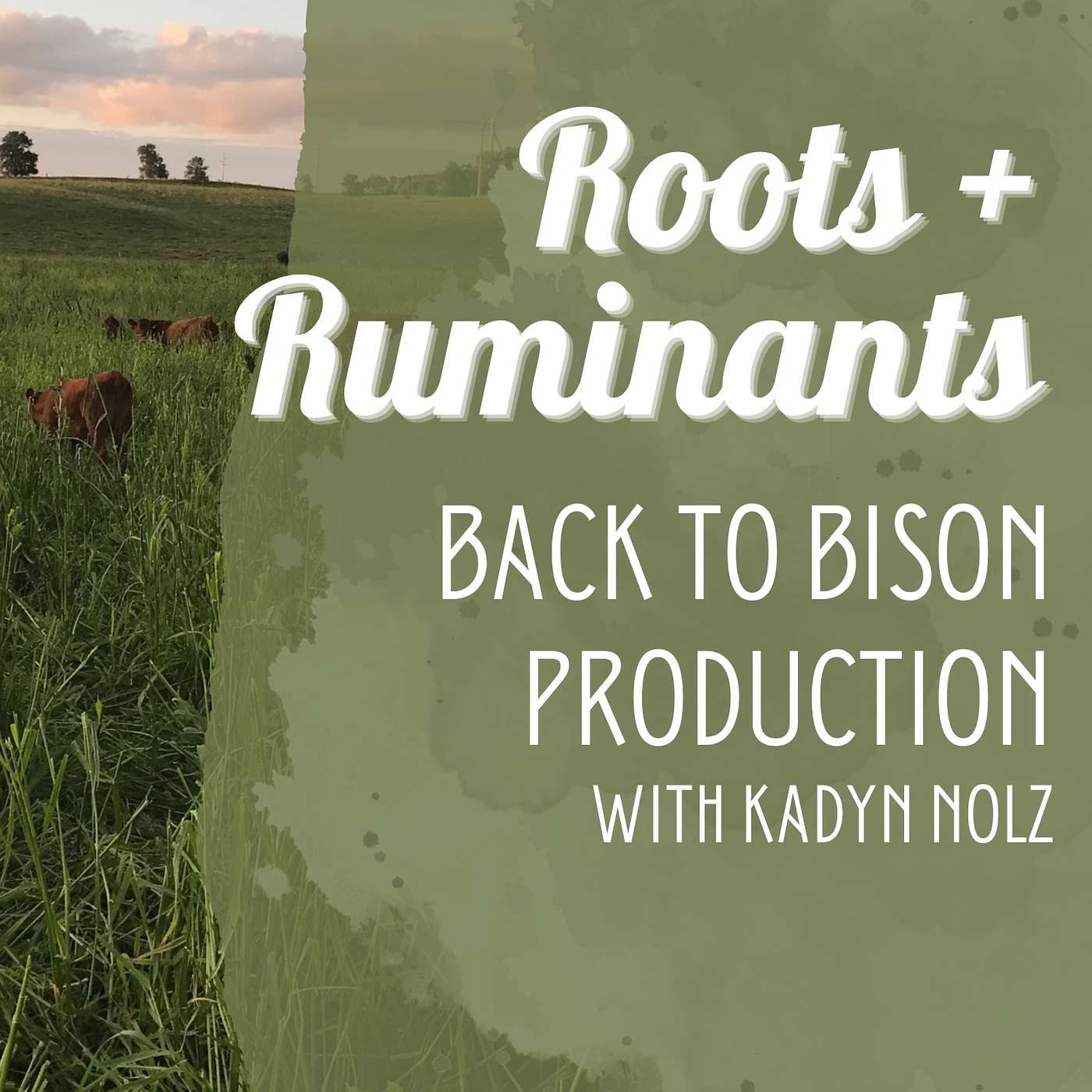 Back to Bison Production with Kadyn Nolz cover art