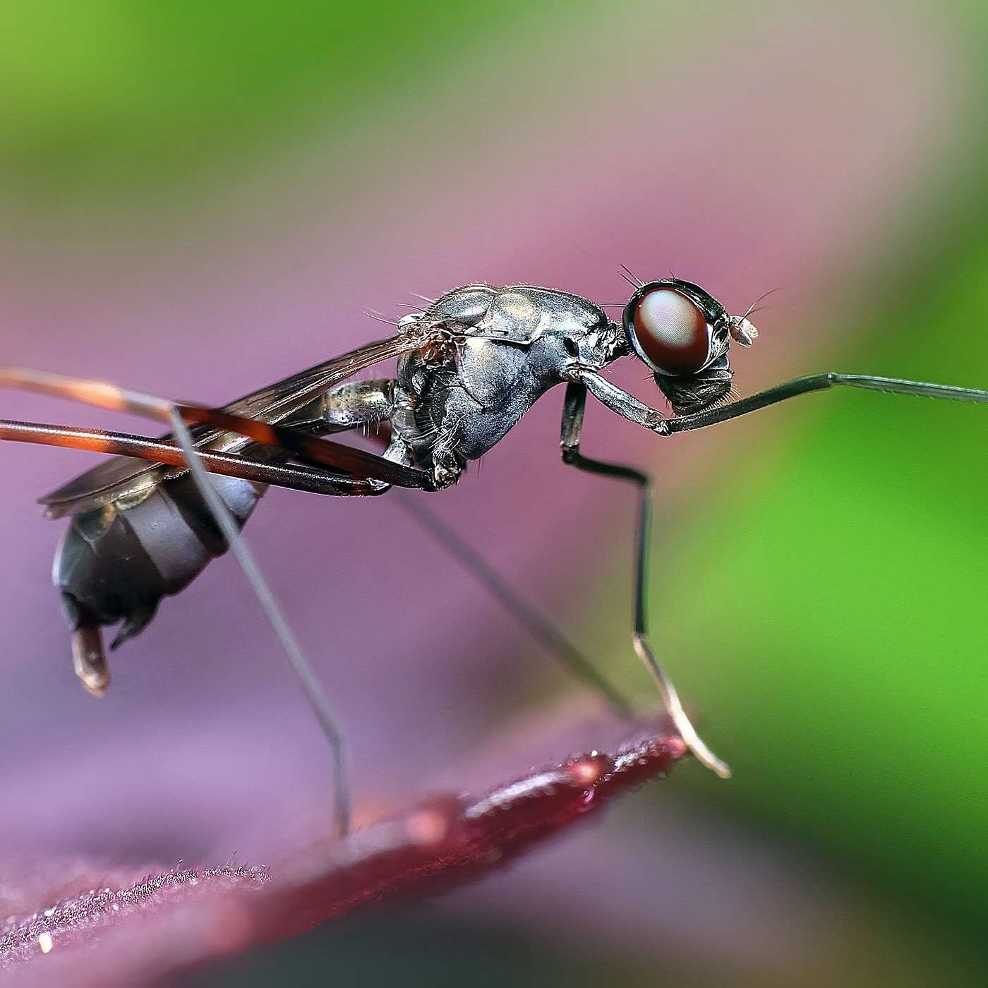 Toward Eradicating Malaria: Repurposing Agtech for Public Health with IVCC cover art