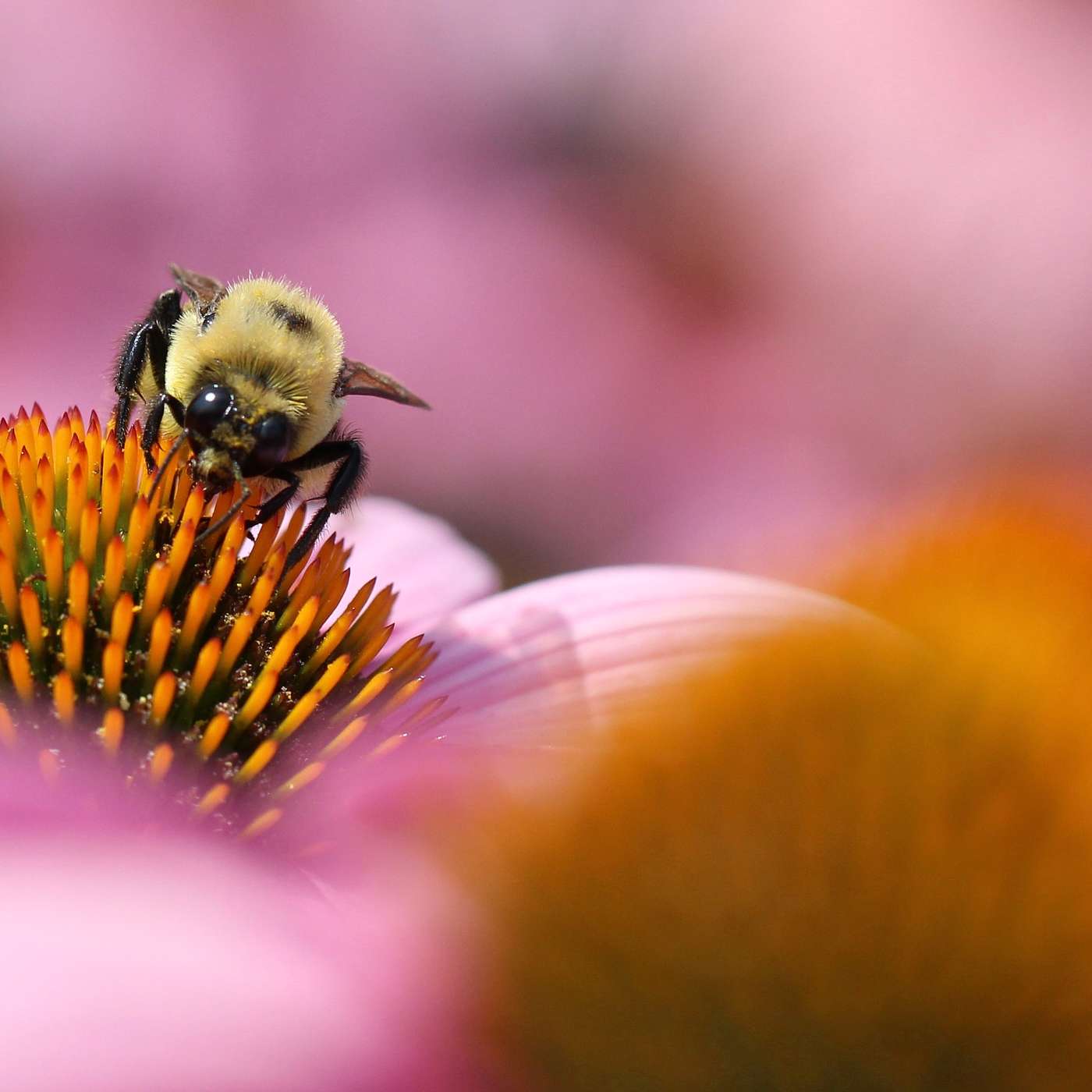 Pollinator Health and Regulatory Science with CERSA cover art