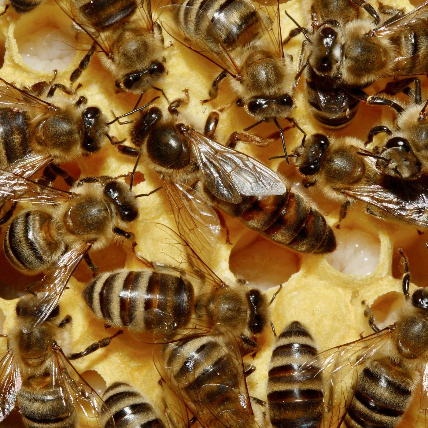 Innovative Bee Hive Monitoring with Apis Protect cover art