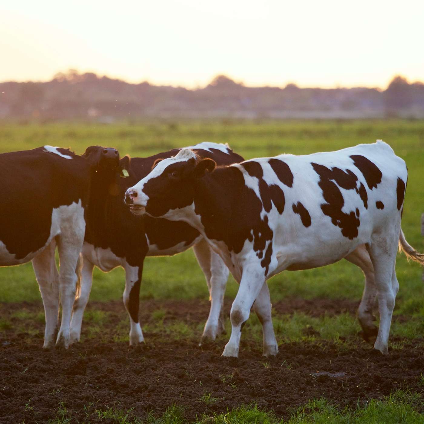 Reimagining Livestock AgTech with Cainthus cover art