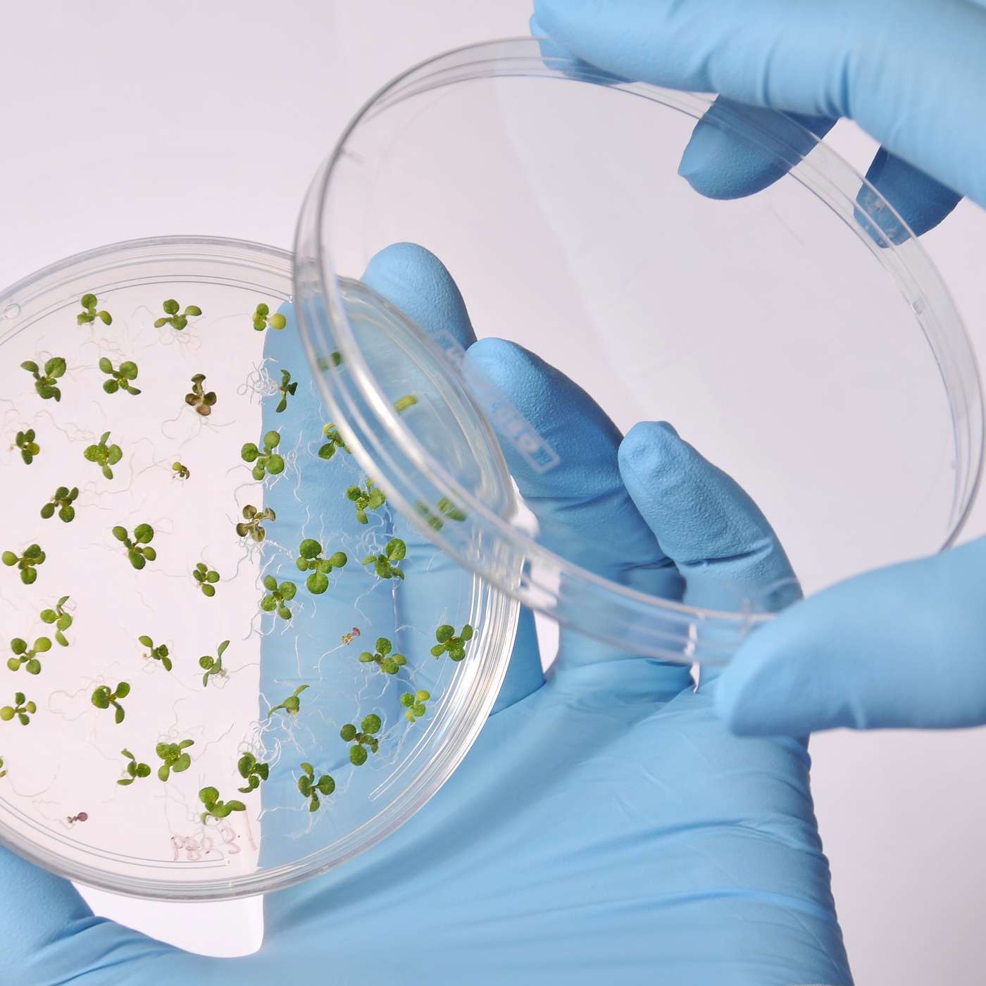Harnessing Plant Proteins with Oerth Bio cover art