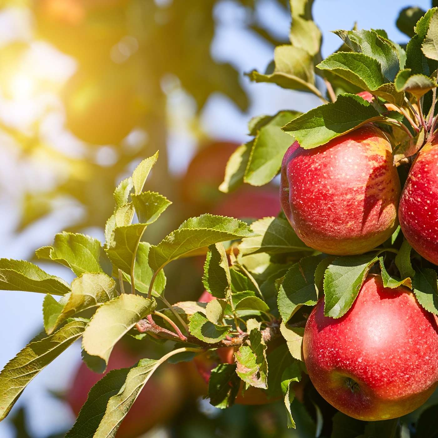 Monitoring Orchard Pests with Trapview cover art
