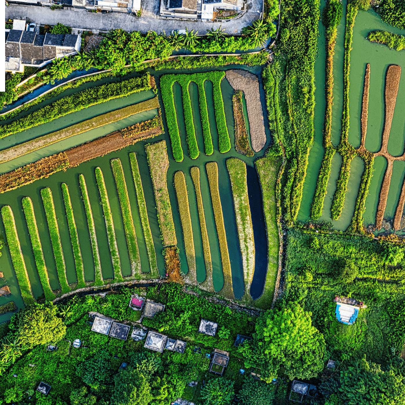 Supporting Crops of the Future with FFAR cover art