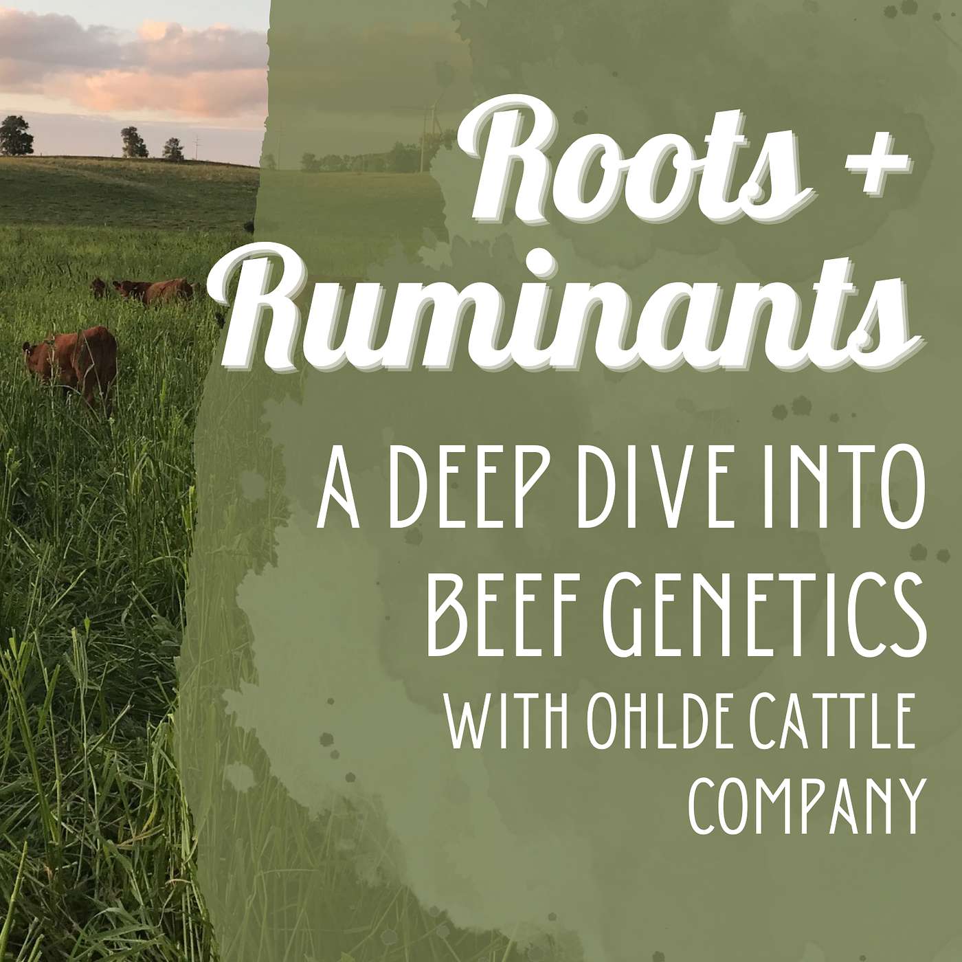 A deep dive into beef genetics with Ohlde Cattle Company cover art