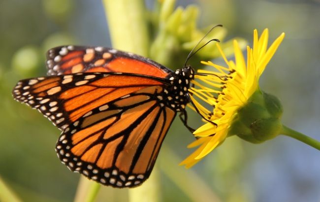 Fish and Wildlife Services proposes Endangered Species Act protection ...