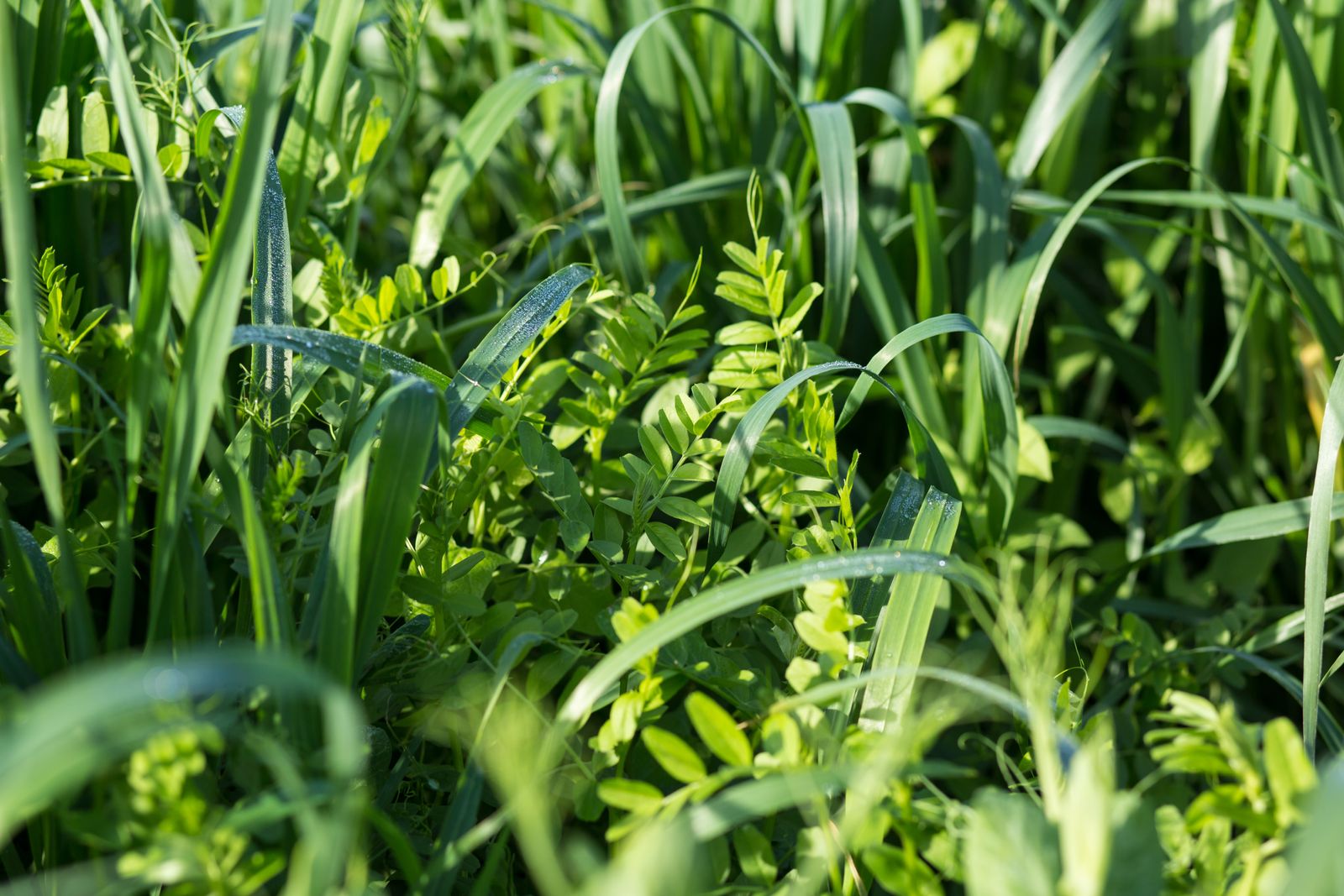 Cereal rye cover crop termination timing effects on soybean yield ...