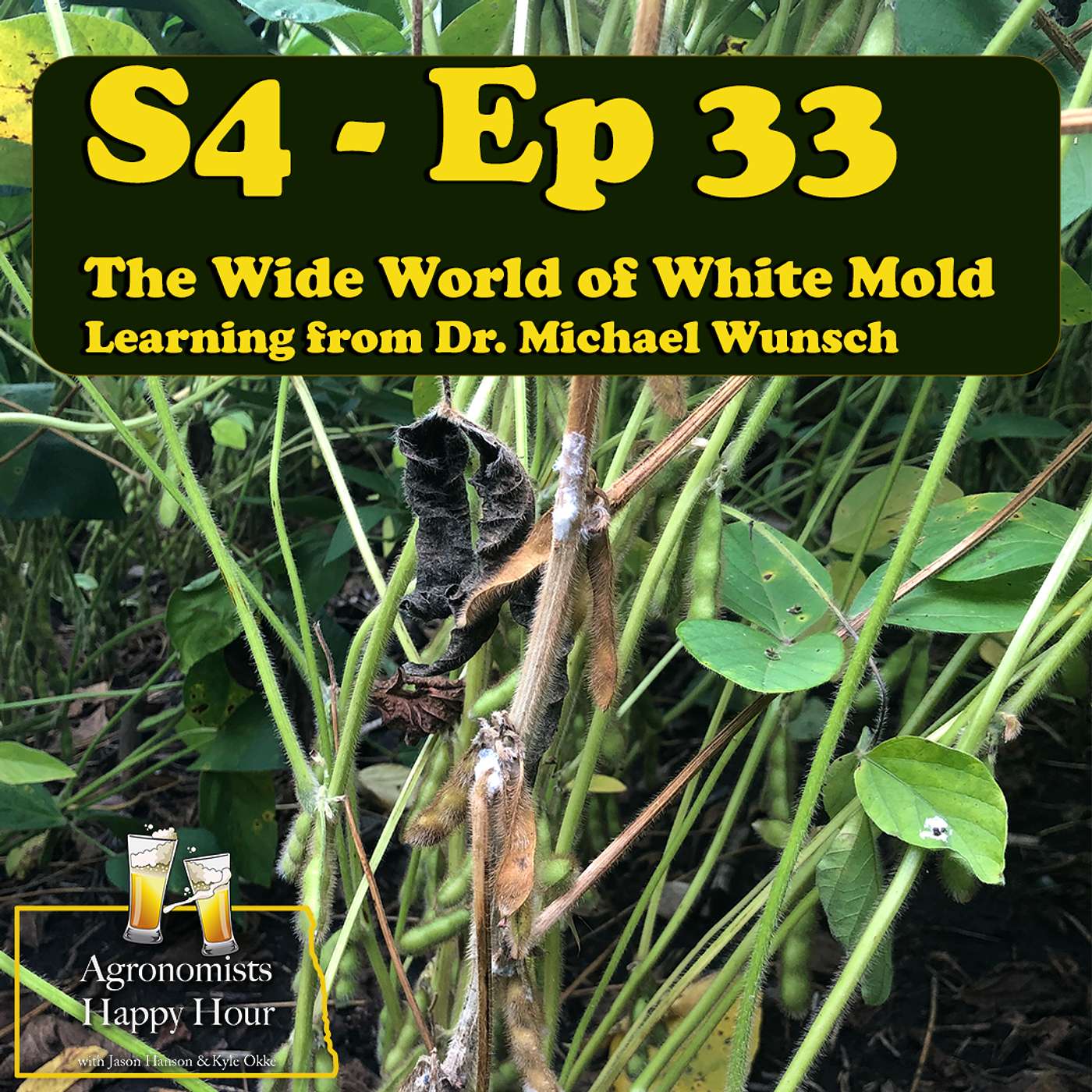 The Wide World of White Mold: Learning From Dr. Michael Wunsch cover art