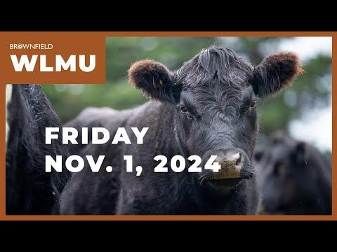 Live cattle futures down $3 on the week | Weekly Livestock Market Update cover art