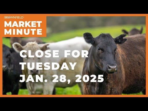 Cattle were sharply higher Tuesday | Closing Market Minute cover art