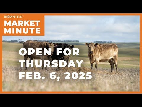 Cattle are lower Thursday morning | Opening Market Minute cover art