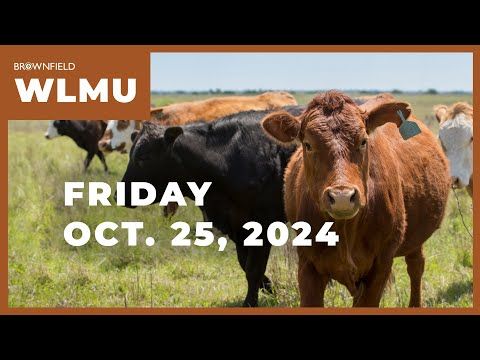 Heifers total 40% of cattle on feed inventory | Weekly Livestock Market Update cover art