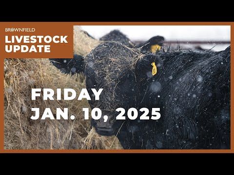 USDA raises 2025 beef production | Weekly Livestock Market Update cover art