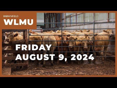 Cattle markets drop again this week | Weekly Livestock Market Update cover art
