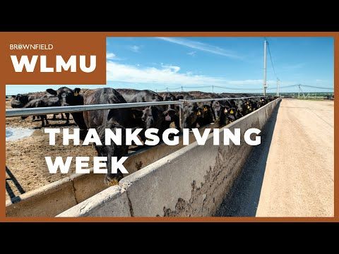 January feeder cattle futures up $4.80 on the week | Weekly Livestock Market Update cover art