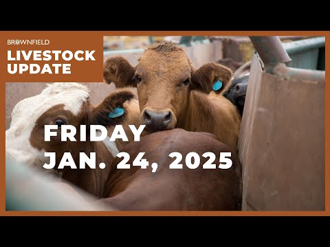 December placements drop 3% | Weekly Livestock Market Update