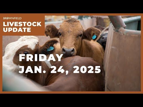 December placements drop 3% | Weekly Livestock Market Update cover art