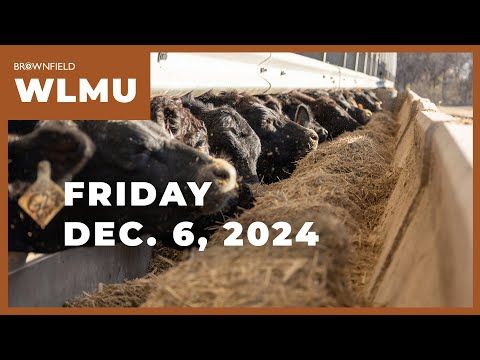 Feeder cattle markets sharply higher this week | Weekly Livestock Market Update cover art
