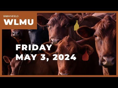 Feeder cattle prices dropped $3 to $6 this week | Weekly Livestock Market Update cover art
