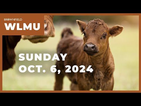 Cattle and hog futures higher | Weekly Livestock Market Update cover art