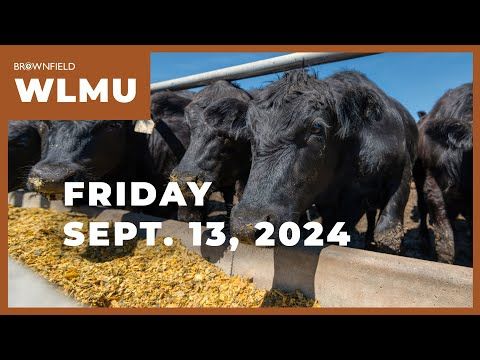 Feeder cattle futures up $8 this week | Weekly Livestock Market Update cover art