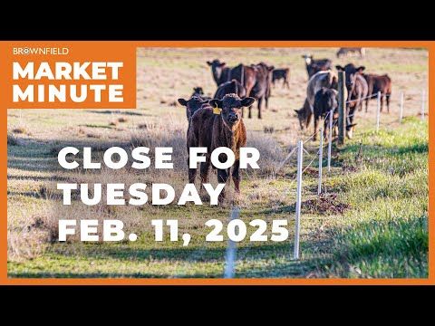 Cattle were down sharply Tuesday | Closing Market Minute cover art