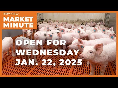 Hogs are firm to start Wednesday | Opening Market Minute cover art