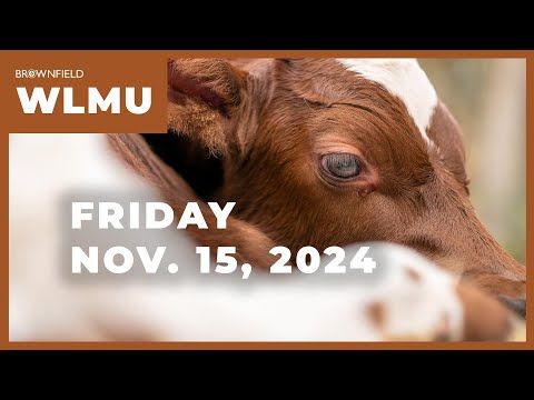 A preview of the upcoming Cattle on Feed report | Weekly Livestock Market Update cover art