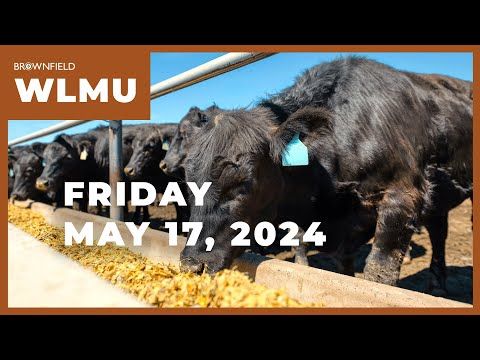 August feeder cattle jump $9.05 for the week | Weekly Livestock Market Update cover art