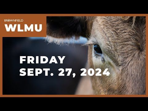 Live and feeder cattle futures higher for the week | Weekly Livestock Market Update cover art