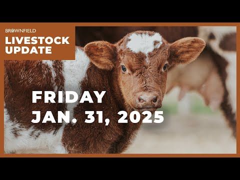All cattle and calves down 1% on the year | Weekly Livestock Market Update cover art