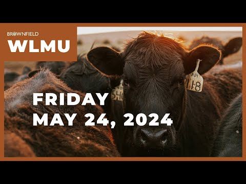 Cattle placements down 6% on the year | Weekly Livestock Market Update cover art