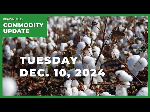 Global shifts impacting cotton, corn markets | Weekly Commodity Market Update cover art