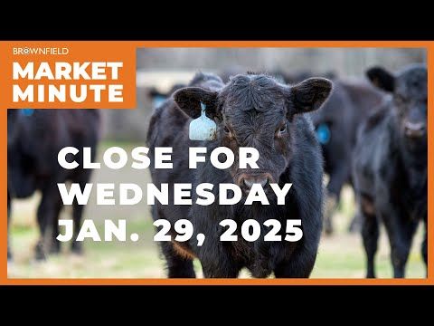 Cattle fell sharply at midweek | Closing Market Minute cover art